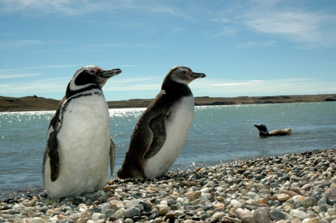 imagen Puerto Madryn en noviembre