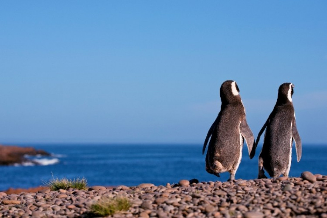 imagen Puerto Madryn en setiembre